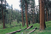 Mill Creek Wilderness, Ochoco National Forest, Oregon