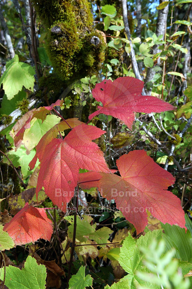 Thimbleberry leaves show the changing of the seasons, Hamilton Mountain, Columbia River Gorge