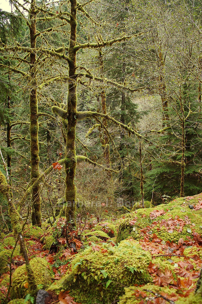 Moss-covered trees and fall color along the Oneonta Trail, Columbia River Gorge