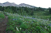 Summer wildflowers in the Goat Rocks Wilderness