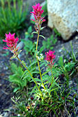 Indian paintbrush in the Elkhorn Mountains