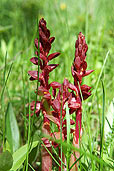 Striped coralroot, a saprophyte, is found in the floor of pine forests, Yellowstone National Park
