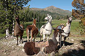Llamas resting before packing out from Bonny Lakes